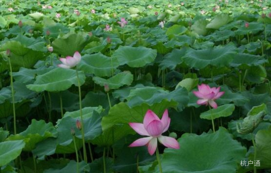 夏季荷花觀賞“圣地”,杭州落戶代理已經(jīng)為您準(zhǔn)備好了